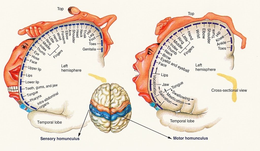 Cross-sections of the sensory and motor strips of the left hemisphere, each labeled with body parts from toes at the top to tongue and throat at the bottom, with a top view of the brain showing where the two strips lie